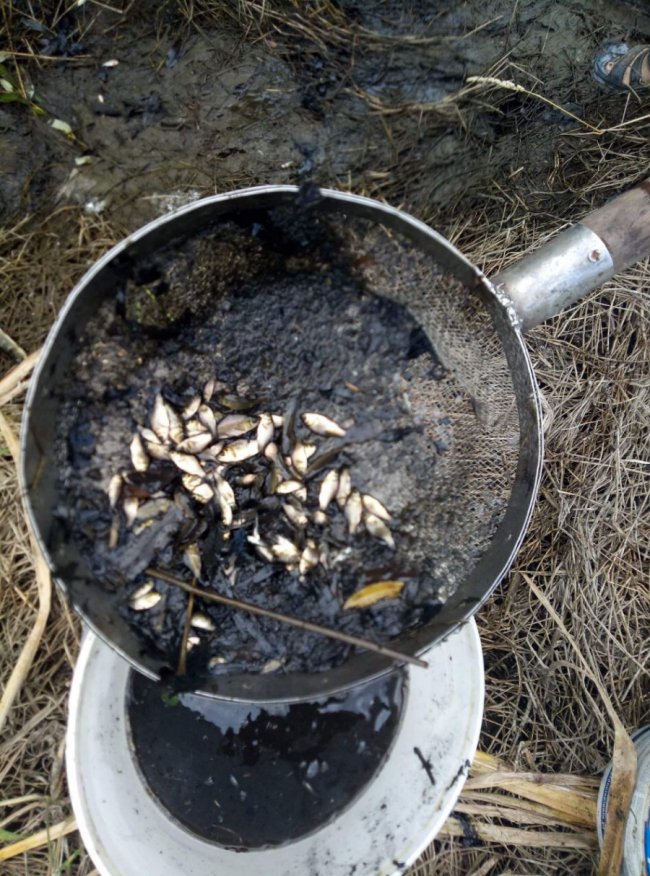 Луцькі рибалки спільно з патрулем переселили понад 80 кілограмів малька. ФОТО