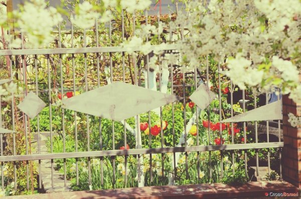 Луцькі тюльпани. ФОТО