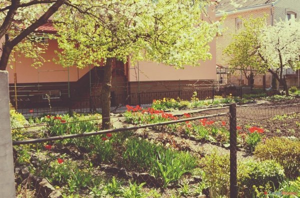 Луцькі тюльпани. ФОТО