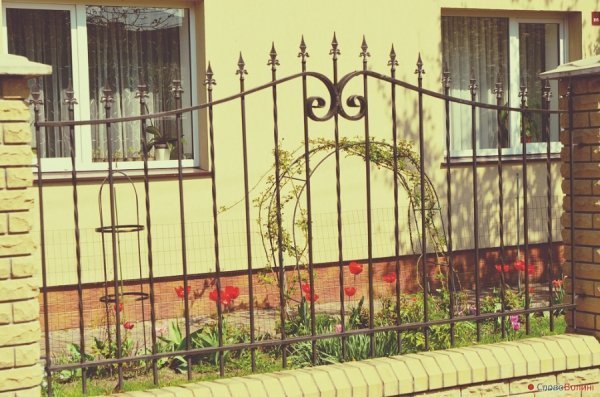 Луцькі тюльпани. ФОТО