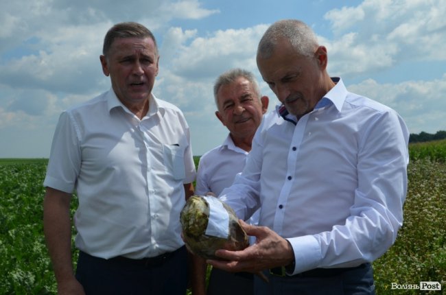 На Волині вирощують гігантські буряки. ФОТО