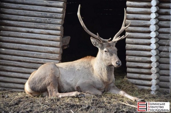 Депутати Луцькради перевірили, як живеться тваринам. ФОТО 