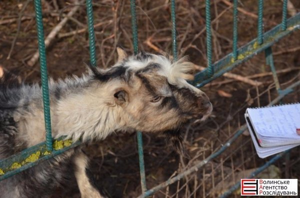Депутати Луцькради перевірили, як живеться тваринам. ФОТО 