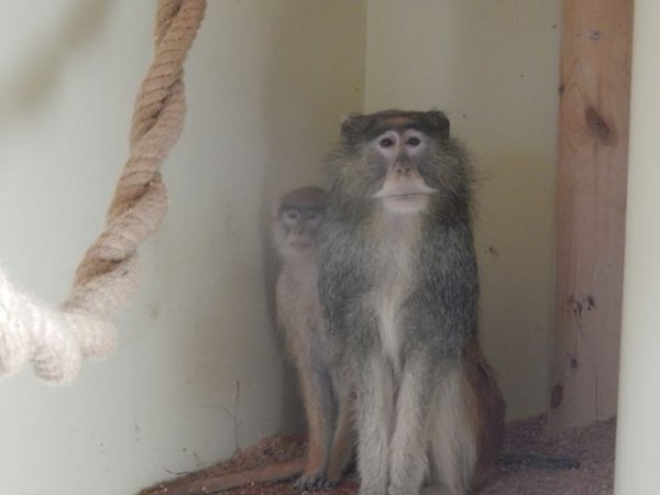 Мешканцями зоопарку в Луцьку стали символи 2016 року