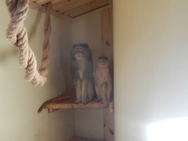 Мешканцями зоопарку в Луцьку стали символи 2016 року