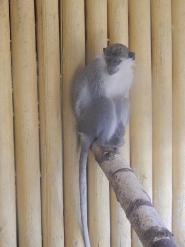 Мешканцями зоопарку в Луцьку стали символи 2016 року