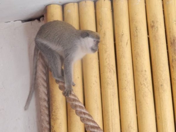 Мешканцями зоопарку в Луцьку стали символи 2016 року