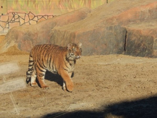 Мешканцями зоопарку в Луцьку стали символи 2016 року