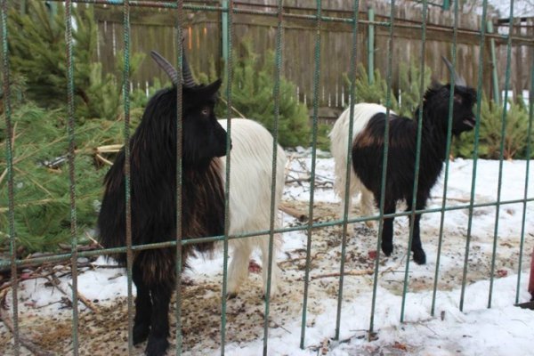 Мешканцями зоопарку в Луцьку стали символи 2016 року