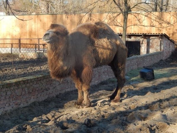 Мешканцями зоопарку в Луцьку стали символи 2016 року