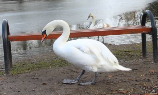 Мешканцями зоопарку в Луцьку стали символи 2016 року