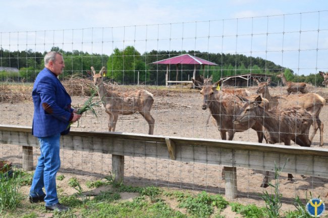 Як на Волині розводять оленів. ФОТО