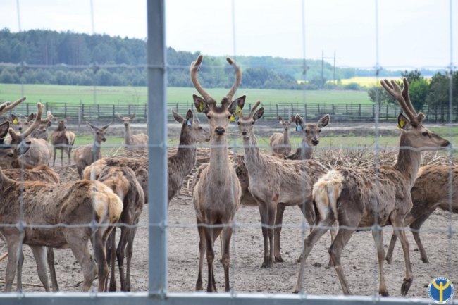 Як на Волині розводять оленів. ФОТО
