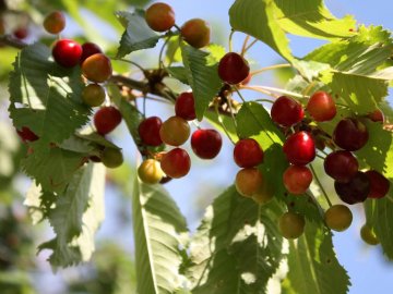 Погода в Луцьку та Волинській області на четвер, 6 червня