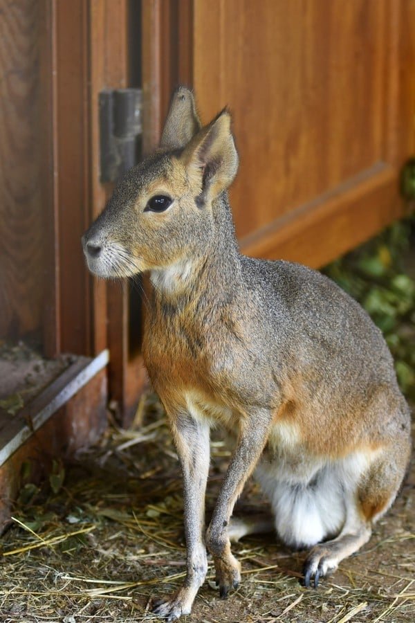 Одні з найбільших у світі гризунів: у Луцькому зоопарку – нові мешканці. ФОТО