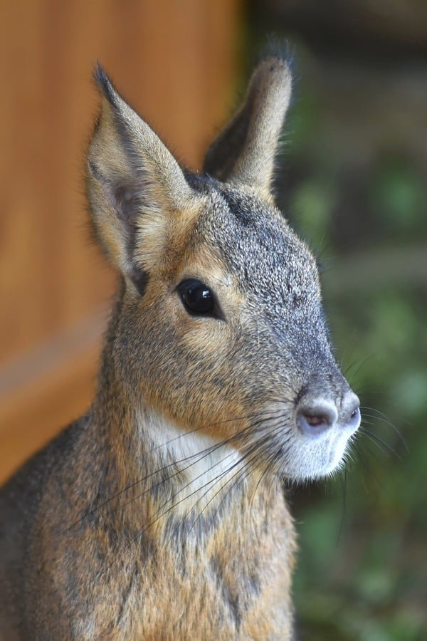 Одні з найбільших у світі гризунів: у Луцькому зоопарку – нові мешканці. ФОТО