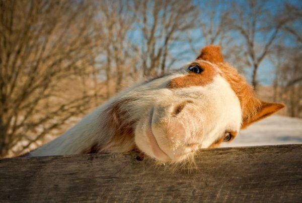 Щасливий кінь, США. © Даніель Музман