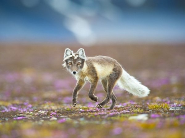 Казковий лис, Шпіцберген. © Бйорн Андерс