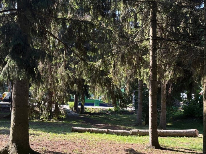 У Центральному парку Луцька зріжуть 20 дерев