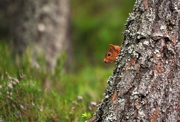 білка від Самуеля Беліса