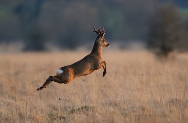  олень Гранта Аутона