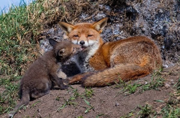У Британії обрали найкращих фотографів тварин. ФОТО