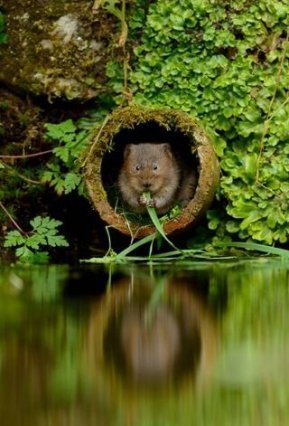 У Британії обрали найкращих фотографів тварин. ФОТО