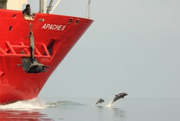 У Британії обрали найкращих фотографів тварин. ФОТО