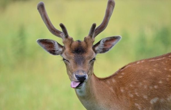 У Британії обрали найкращих фотографів тварин. ФОТО