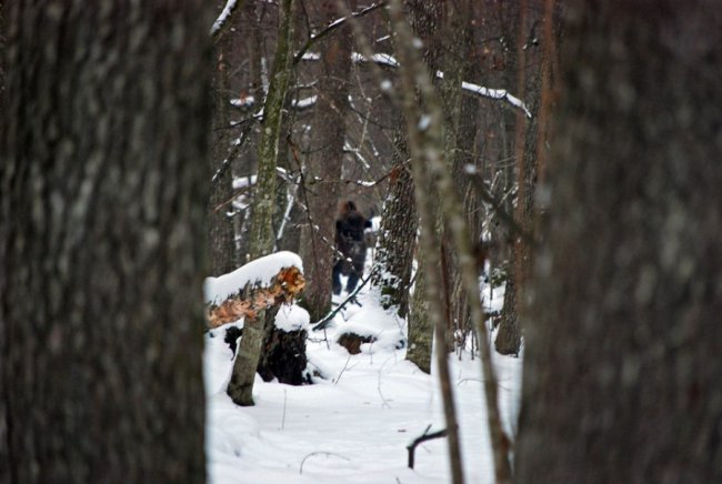 Як у волинському лісі зубрів шукали. ФОТО