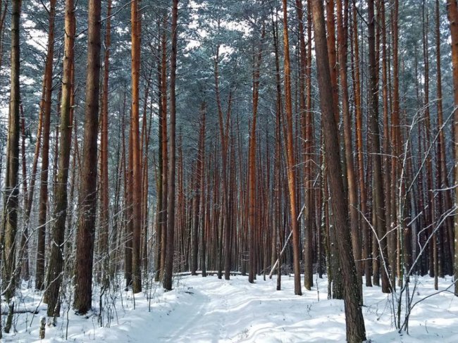 Як у волинському лісі зубрів шукали. ФОТО