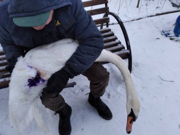 На Волині екоінспектори врятували підстреленого лебедя