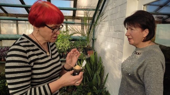 Юні натуралісти на Волині вирощують у теплиці екзотичні фрукти. ВІДЕО