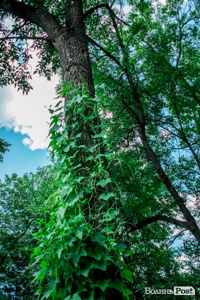 Літо у луцькому парку. ФОТО