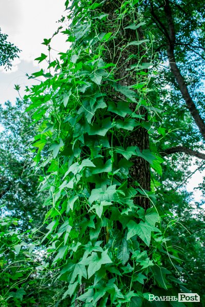 Літо у луцькому парку. ФОТО