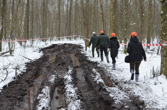 Жнива у зимовому лісі: як на Волині заготовляють деревину. ФОТО
