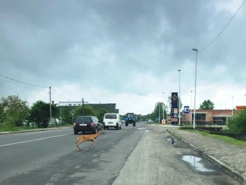 «Гуляла» біля ресторану: на Волині серед міста побачили дику косулю