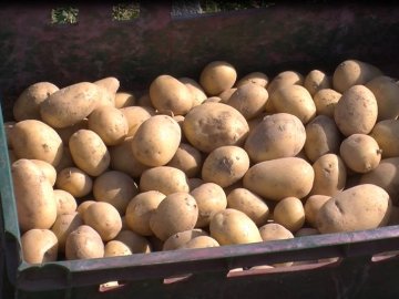 «Другий хліб»: цьогоріч на Волині врожай картоплі буде більшим, а ціна – нижчою. ВІДЕО