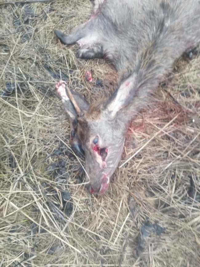 Знайшли вбитим та розчленованим одного з 9 благородних оленів, випущених на волю з воротнівського вольєра. ФОТО 18+