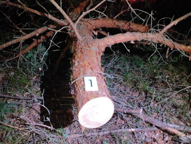 На Волині затримали двох чоловіків, які незаконно рубали ліс