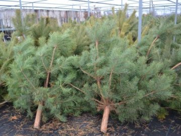 Поліцейські просять волинян не купувати незаконно зрубані ялинки