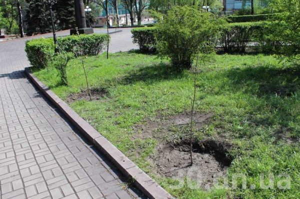 Дерево, яке Янукович посадив в Єнакієво, засохло. ФОТО