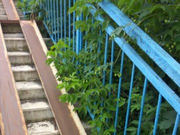 Пандуси на луцькому мосту заросли бур'яном. ФОТО