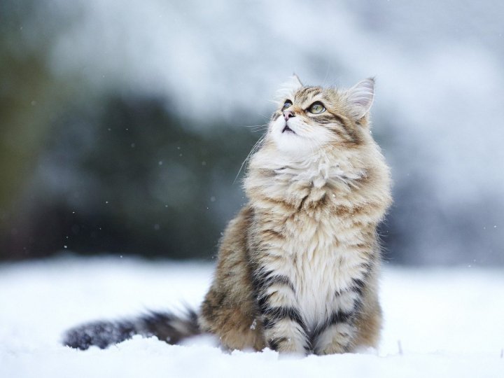 Якою буде погода у Луцьку та на Волині у неділю, 23 листопада