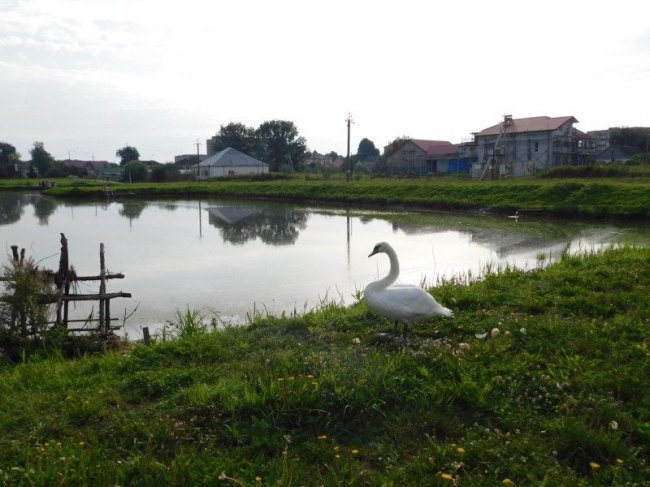 Біля мальовничого озера на Волині поставили альтанки. ФОТО