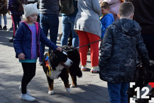 У Луцьку влаштували перший в Європі парад-фестиваль бернських зенненхундів. ФОТО