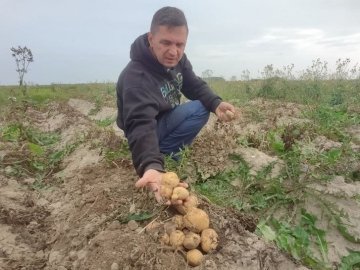 Урожай-2021: як вродили та скільки коштують волинські овочі. ВІДЕО