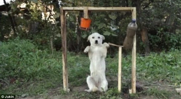 Ice Bucket Challenge: собака облився водою. ФОТО