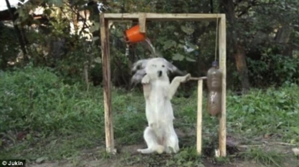 Ice Bucket Challenge: собака облився водою. ФОТО