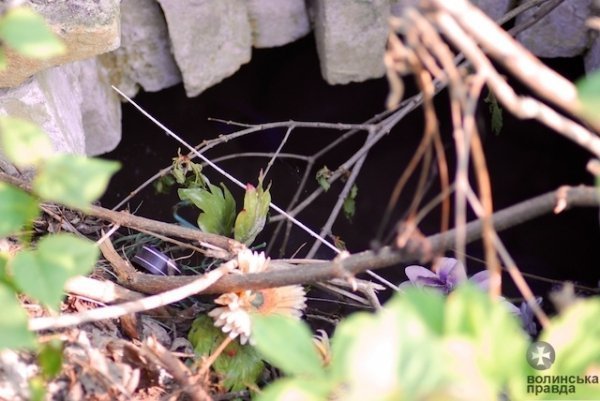 На древньому кладовищі Луцька – непоховані рештки людей. ФОТО